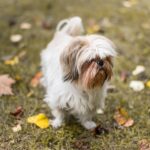 Shih Tzu Nutrition: How to Keep Your Pup Healthy and Happy