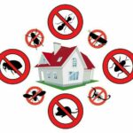 Comprehensive Pest Control Solutions in Oldsmar, Tampa, and Tampa Bay
