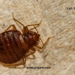 Why Should You Never Delay Pest Control Treatment?