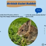 British Giant Rabbit Lifespan, Size, Care, Diet, and Facts