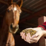 Which Pellet Feed Is Best for Performance Horses?