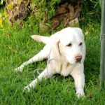 Choose Delicious and NON-GMO Dog Treats