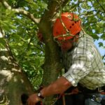 How Hazard Tree Inspections Protect Property and Safety in Gap, PA