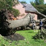 Tree Gone But Stump Trouble Starts: Hampton Roads Biggest Problem