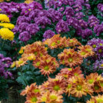 Perennial Flower Garden Essentials: Low-Maintenance Plants That Return Every Year