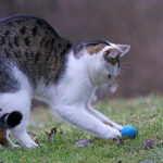 Discover the Joy of Play with Mickey’s Pet Supplies Natural Cat Toys