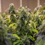 Buy Wholesale Weed: Your Guide to Premium Cannabis in Bulk