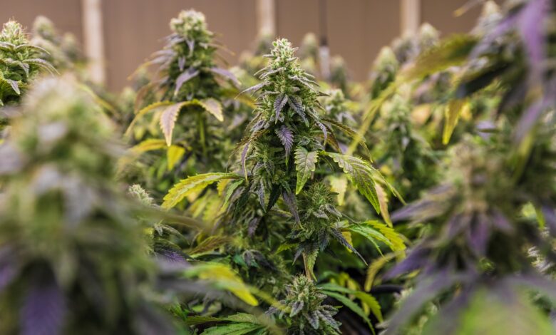 Buy Wholesale Weed: Your Guide to Premium Cannabis in Bulk