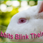 Do Rabbits Blink Their Eyes Bunny Eyelid Behavior