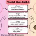 Flemish Giant Rabbit Lifespan, Size, Food, Weight, & Characteristics