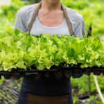 How Are UV And Infrared Wavelengths Influencing Next-Gen Plant Lighting?