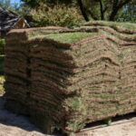 Top Benefits of Zeon Zoysia® Sod for a Lush, Green Lawn