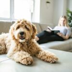 How Can You Boost Dog Health with New Orleans Diet Tips?