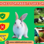 Can Rabbit Eats Artichoke? Leaves, Raw, Seeds, & Cooked