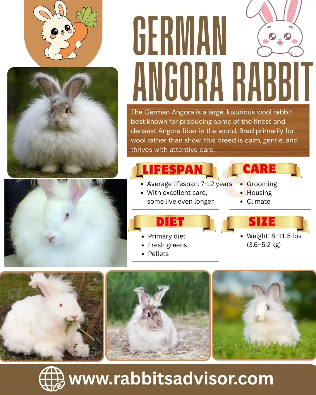 u4140 german angora rabbit 1 18448