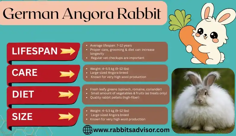 German Angora Rabbit Care, Diet, Lifespan, & Size German Angora Rabbit Care, Diet, Lifespan, & Size