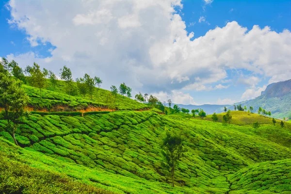 Gemini said Kerala India Holidays: God’s Own Country