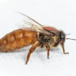 Queen Bees for Sale Healthy & Productive Queens | Hornsby Beekeeping