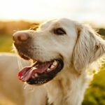 Can Dogs Sense Death in Humans? What Science and Behavior Tell Us