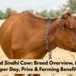 Punganur Cow Price in India: Meet the Smallest Cow Breed of India