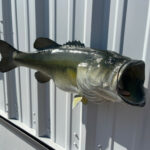 Celebrate Your Catch: The Ultimate Guide to Largemouth Bass Mounts and Replicas