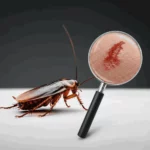 Rodent Control in Sharjah & Ajman – Professional Rodent Pest Control Services by Alpests