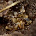 Bed Bug Control in Sharjah & Ajman – Professional Bed Bug Pest Control Services by Alpests