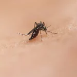 Ant Control in Sharjah & Ajman – Professional Ant Pest Control Services by Alpests
