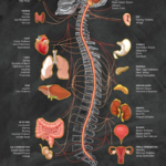How Misalignment Can Negatively Impact the Nervous System