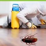Seasonal Pest Control Tips for Dubai Homes 2026