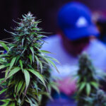 The Difference Between Indica, Sativa, and Hybrid Cannabis Strains