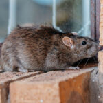 What Is Rodent Proof Insulation and Best Insulation To Keep Mice Out