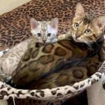 How to Prepare Your Home for a Snow Bengal Kitten?