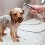Keep Your Pet Fresh with Expert Dog Wash Monrovia Services