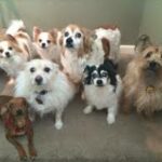 Friendly and Reliable Pet Care Service Created For Pet Owners