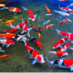 How Can Beautiful Koi Fish Photography Transform Your Visual Storytelling