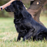 Professional Retriever Training in Berryville, VA with Pat Nolan