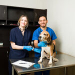 Is My Pet in Pain? Subtle Signs Dogs and Cats Show When Something Is Wrong