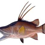 Mounted Fish for Sale: Premium Fish Replicas & Custom Fish Mounts Online