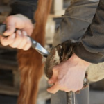 Equine Forceps: Specialized Tools for Safe and Effective Horse Care