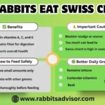 Swiss Chard for Bunnies Healthy Treat or Risky Food?