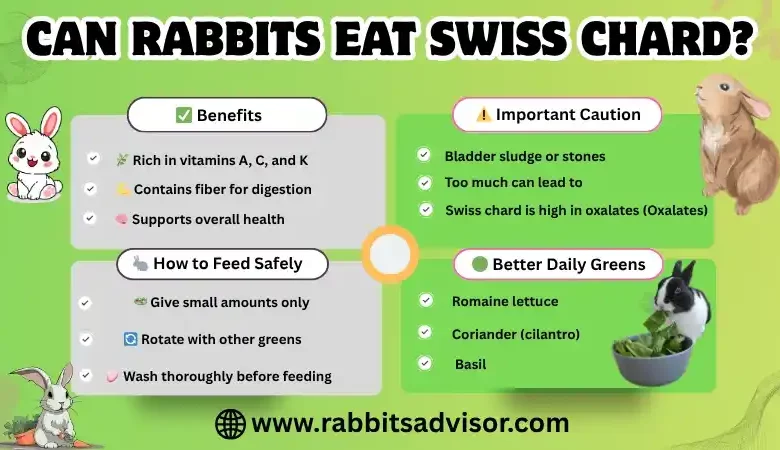 Swiss Chard for Bunnies Healthy Treat or Risky Food?
