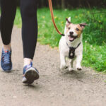 Professional Dog Care in West London: Dog Walking and Boarding Services