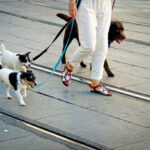Understanding Dog Walking Prices and Dog Boarding Prices: A Guide for Pet Owners