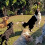 Day Dog Care: Why Doggy Day Care in London is Essential for Busy Pet Owners