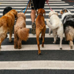 Best Dog Walking Services: Why Professional Dog Walking Makes a Difference