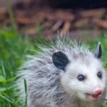 Creating a Safer and Pest-Free Environment for Melbourne Properties
