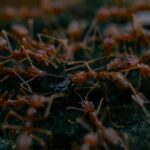 Effective pest management for modern living spaces