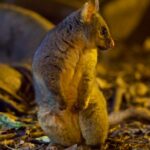 Modern Pest Control Solutions for Safer Living in Melbourne
