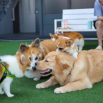 The Complete Guide to Choosing the Right Dog Care in Jacksonville, FL